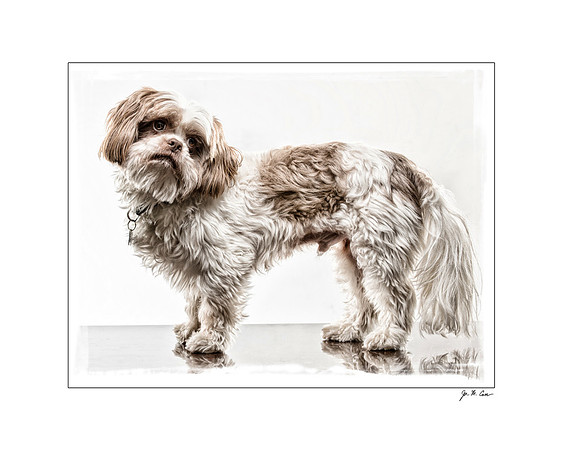Joe Carr Photography | studio portraits